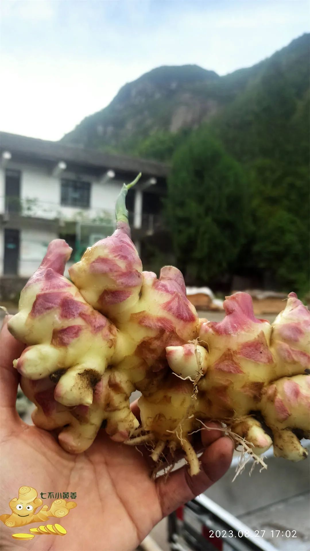 生姜赞歌-浙江仙居 七不小黄姜 鲜嫩姜 新鲜 超新上市 每周超鲜嫩姜2斤/5斤 生姜鲜姜2023年9月现采现发 生态自然