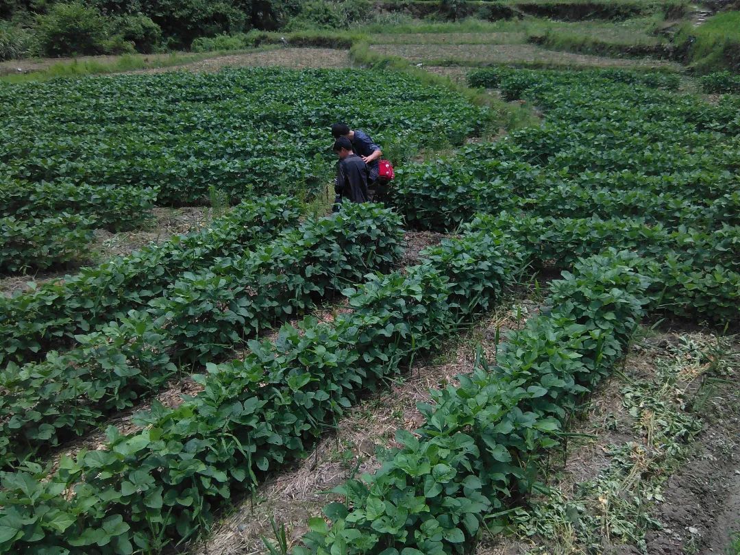 (●'◡'●)6月庆祝春播春种顺利完成! 姜膏姜油 端午糯米 会员积分换购特惠 ,2023预售大米 会员折上折 6.18折 (●'◡'●)6月庆祝春播春种顺利完成! 姜膏姜油 端午糯米 会员积分换购特惠 ,2023预售大米 会员折上折 6.18折