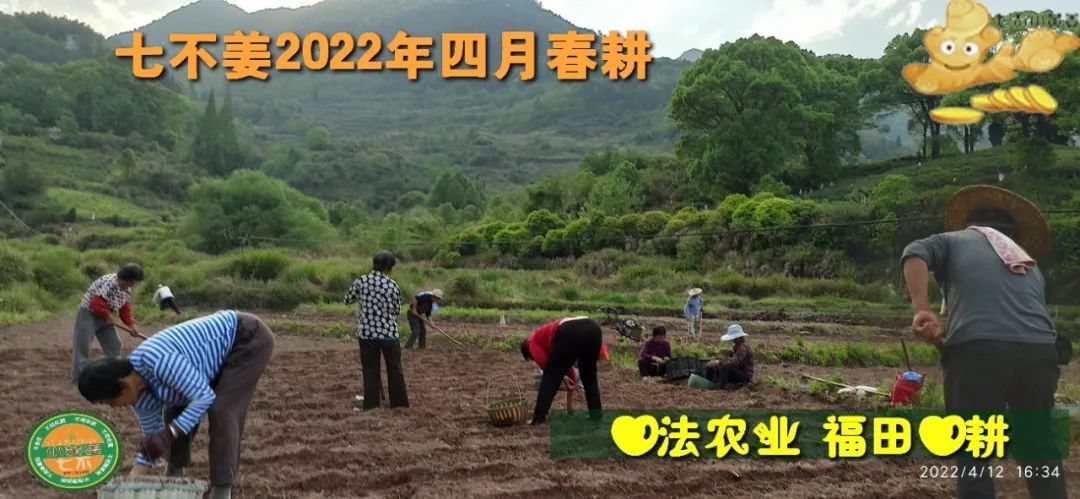 七不姜2022年四月春耕图 七不姜2022年四月春耕图