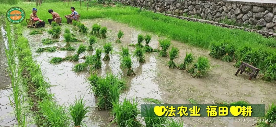 (●'◡'●)6月庆祝春播春种顺利完成! 姜膏姜油 端午糯米 会员积分换购特惠 ,2023预售大米 会员折上折 6.18折 (●'◡'●)6月庆祝春播春种顺利完成! 姜膏姜油 端午糯米 会员积分换购特惠 ,2023预售大米 会员折上折 6.18折