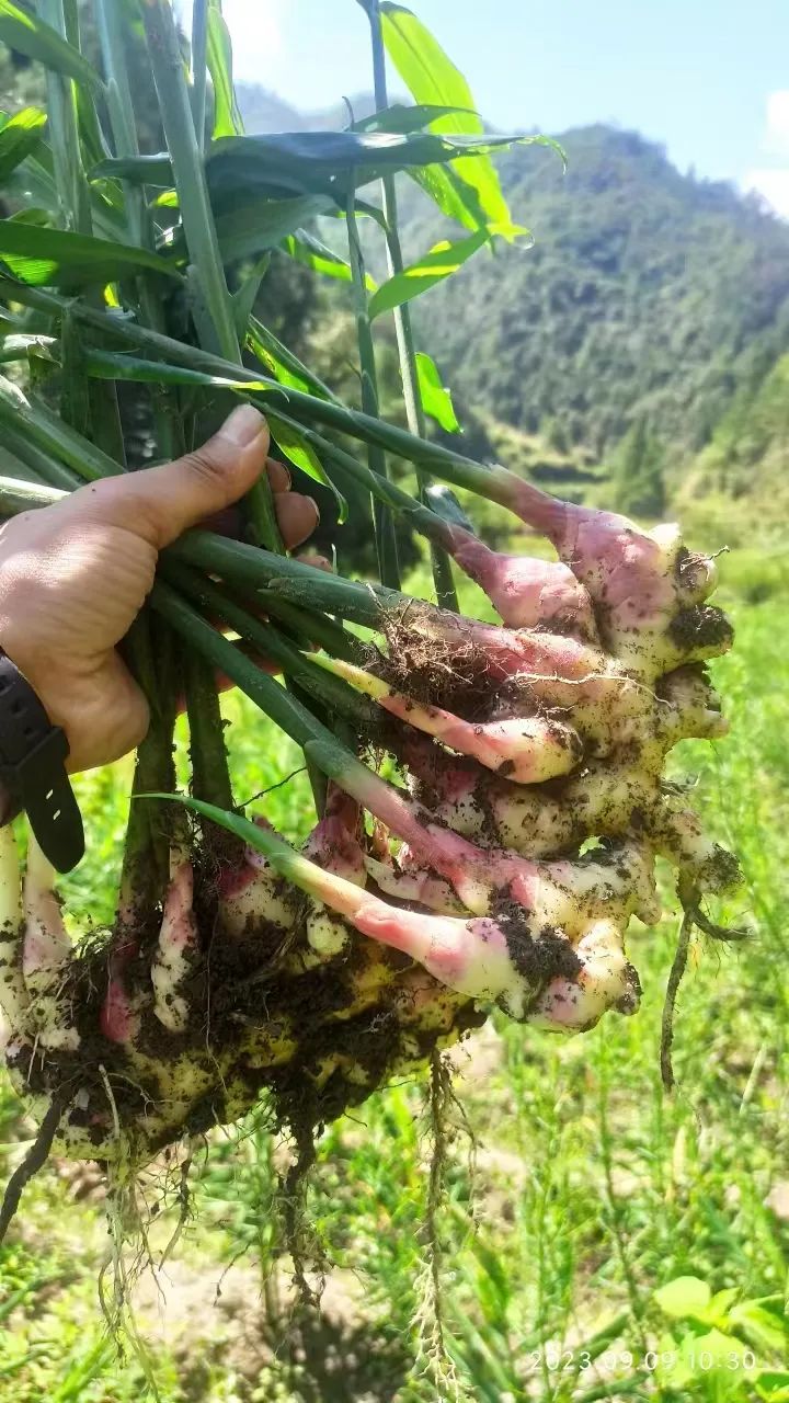 中秋国庆 七不姜赞歌-浙江仙居 七不小黄姜 鲜嫩姜 新鲜 上市现采现发;秋收水稻大米预售特惠 送七不自酿会员定制白酒中秋赠品 中秋国庆 七不姜赞歌-浙江仙居 七不小黄姜 鲜嫩姜 新鲜 上市现采现发;秋收水稻大米预售特惠 送七不自酿会员定制白酒中秋赠品