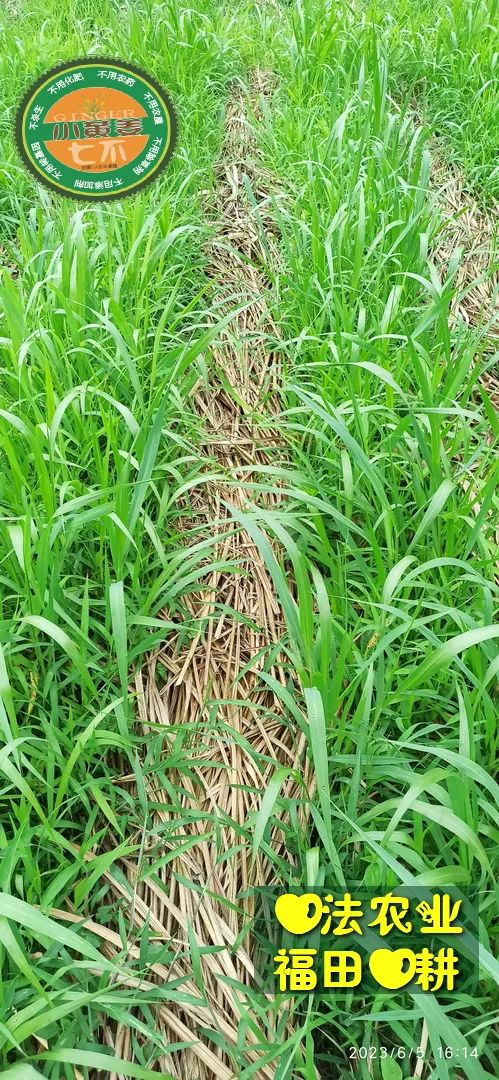 (●'◡'●)6月庆祝春播春种顺利完成! 姜膏姜油 端午糯米 会员积分换购特惠 ,2023预售大米 会员折上折 6.18折 (●'◡'●)6月庆祝春播春种顺利完成! 姜膏姜油 端午糯米 会员积分换购特惠 ,2023预售大米 会员折上折 6.18折