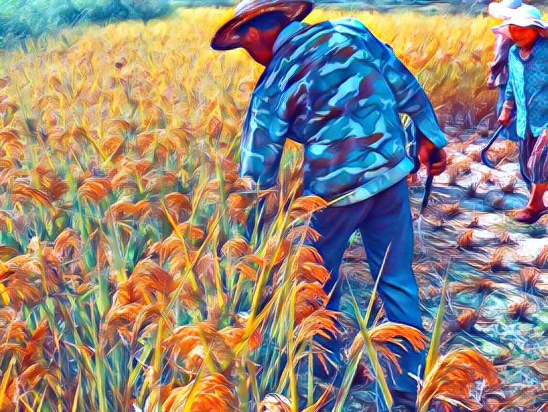 *╭︎( ˙º˙)╯︎*七不水稻秋收 明安农业田园油画展!我们是不是该知足 珍惜一切 就算没有拥有.... *╭︎( ˙º˙)╯︎*七不水稻秋收 明安农业田园油画展!我们是不是该知足 珍惜一切 就算没有拥有....