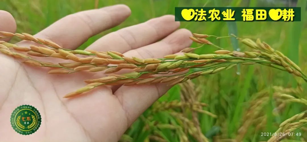 七不红米水稻9月11日上市现货销售-新米限时特惠 家庭大米专场:红米/糯米/ 黑米/泰两优217/中浙优H7 品种多质量优 七不红米水稻9月11日上市现货销售-新米限时特惠 家庭大米专场:红米/糯米/ 黑米/泰两优217/中浙优H7 品种多质量优