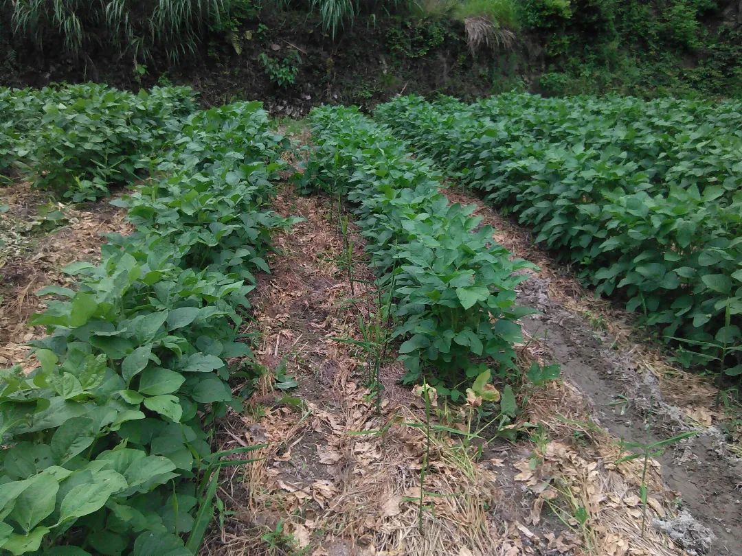 (●'◡'●)6月庆祝春播春种顺利完成! 姜膏姜油 端午糯米 会员积分换购特惠 ,2023预售大米 会员折上折 6.18折 (●'◡'●)6月庆祝春播春种顺利完成! 姜膏姜油 端午糯米 会员积分换购特惠 ,2023预售大米 会员折上折 6.18折