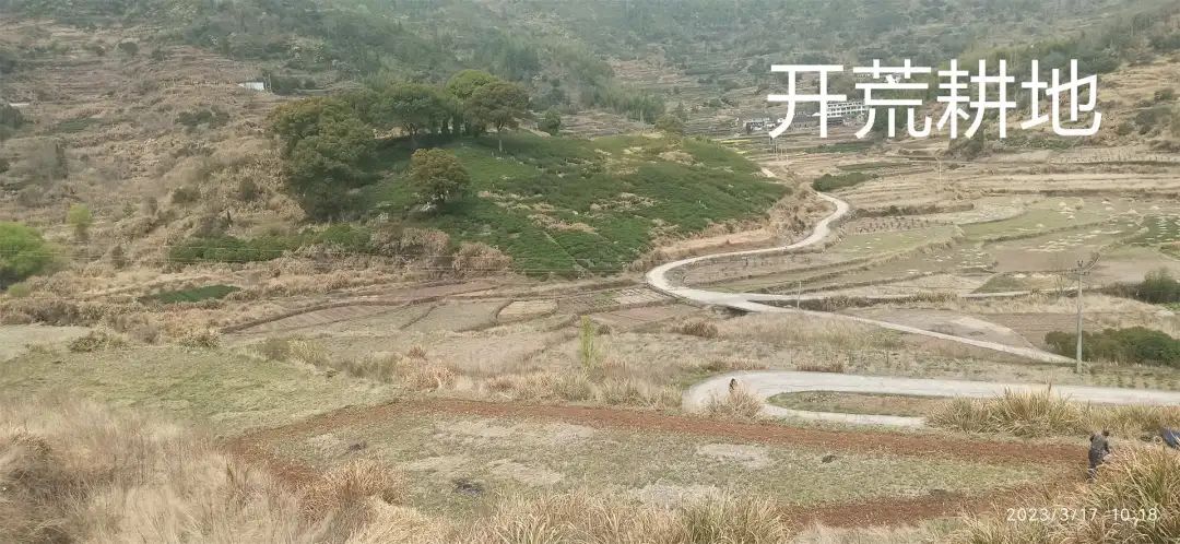 生姜养生-撸起袖子,家庭盆栽及庭院种姜了..薑有佛心 孝道,家庭种姜“富贵竹” 。预定七不姜种、普通姜种、种姜指导 生姜养生-撸起袖子,家庭盆栽及庭院种姜了..薑有佛心 孝道,家庭种姜“富贵竹” 。预定七不姜种、普通姜种、种姜指导