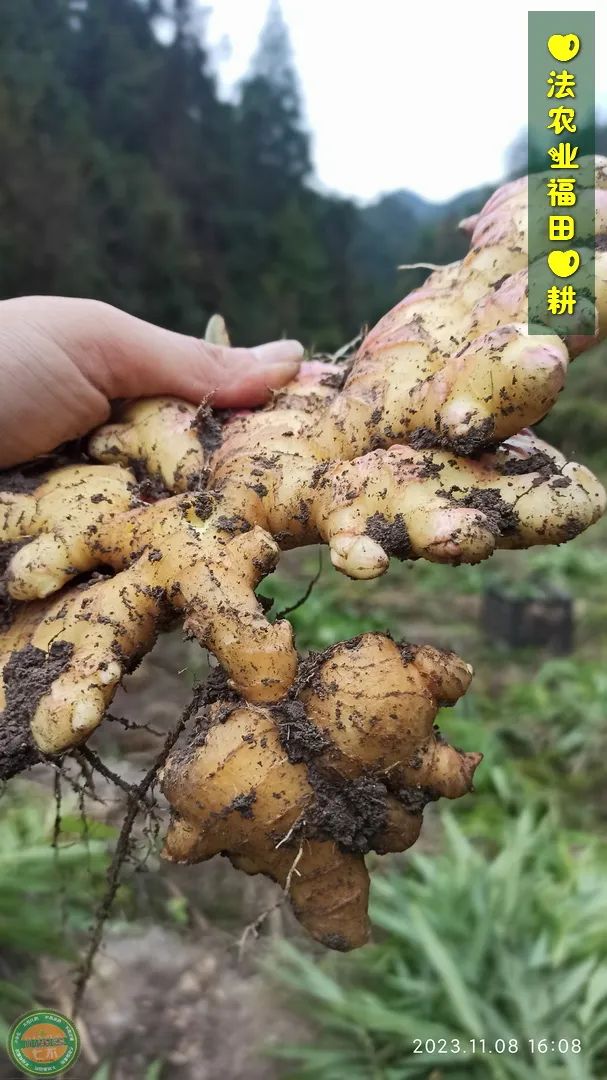 双11活动!庆祝七不姜秋收! 浙江仙居 七不小黄姜 鲜姜 新上市!扫描入群领取 双11特享 七不姜 群友 优惠券11元 双11活动!庆祝七不姜秋收! 浙江仙居 七不小黄姜 鲜姜 新上市!扫描入群领取 双11特享 七不姜 群友 优惠券11元