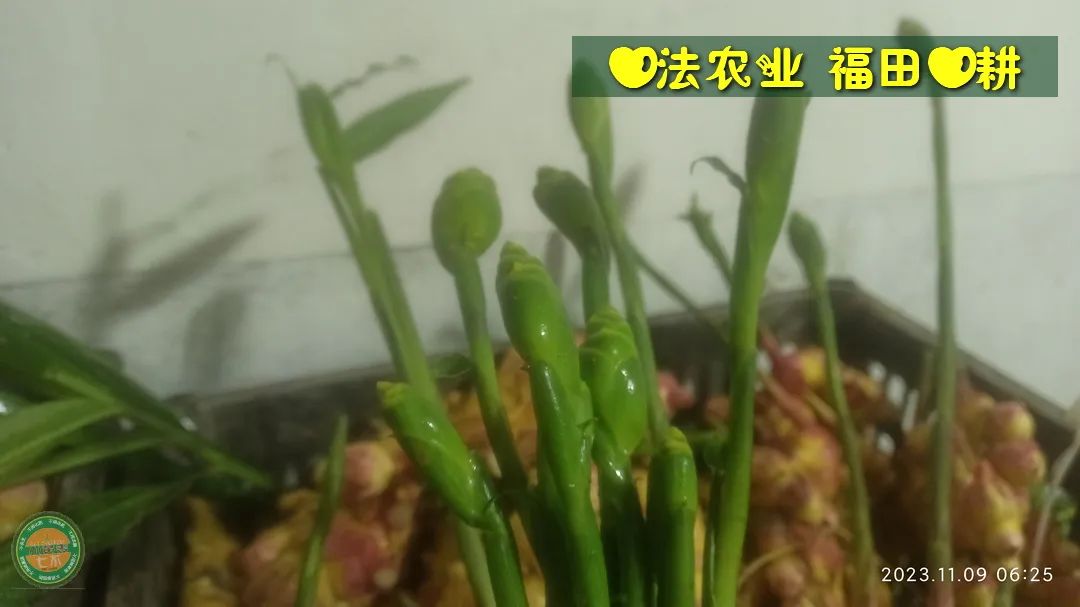 双11活动!庆祝七不姜秋收! 浙江仙居 七不小黄姜 鲜姜 新上市!扫描入群领取 双11特享 七不姜 群友 优惠券11元 双11活动!庆祝七不姜秋收! 浙江仙居 七不小黄姜 鲜姜 新上市!扫描入群领取 双11特享 七不姜 群友 优惠券11元