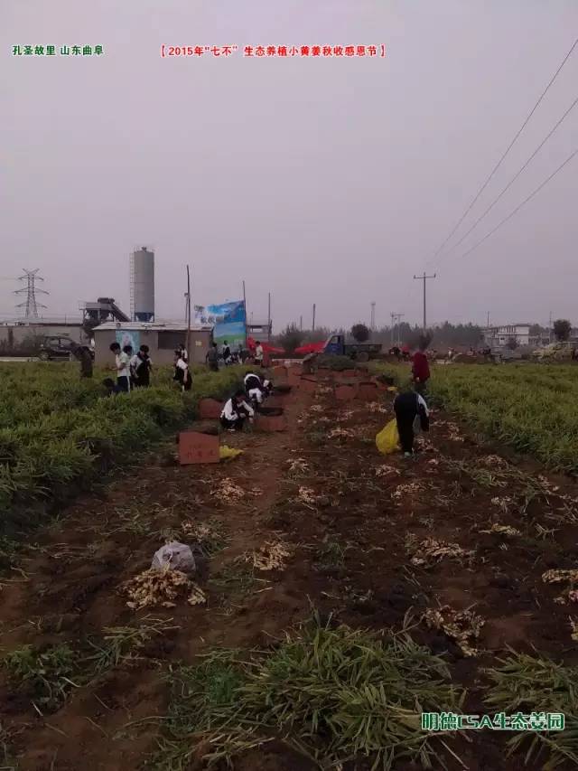 【2015年七不”生态养植小黄姜秋收感恩节】之一 山东曲阜庆典篇 2015.10.24