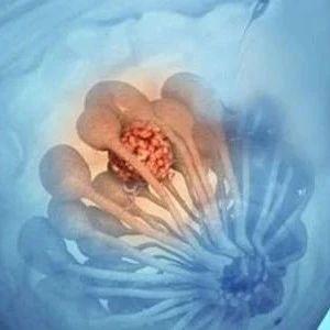 【原始点案例】乳腺结节的调理方案及案例-七不姜 生姜养生网-明德CSA生态姜园&明安农业