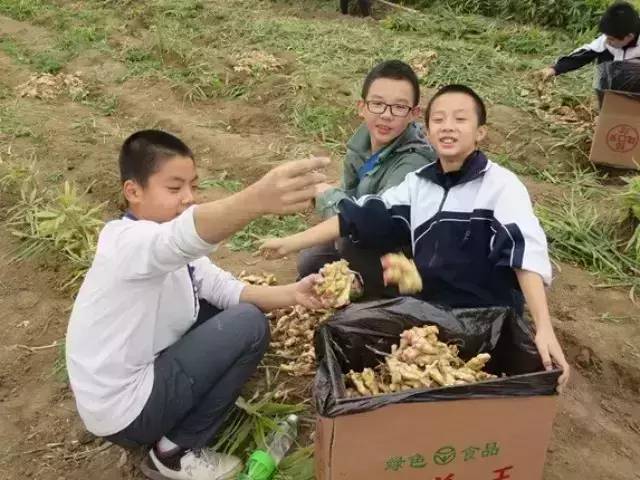 明德CSA生態姜園收姜勞動(二)-七不姜 生姜养生网-明德CSA生态姜园&明安农业