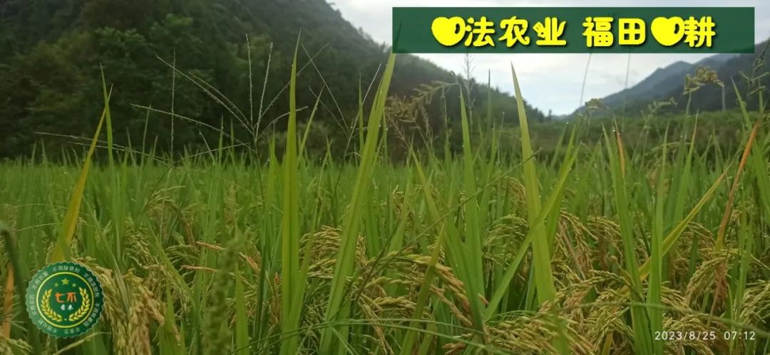 中秋国庆 七不姜赞歌-浙江仙居 七不小黄姜 鲜嫩姜 新鲜 上市现采现发;秋收水稻大米预售特惠 送七不自酿会员定制白酒中秋赠品 中秋国庆 七不姜赞歌-浙江仙居 七不小黄姜 鲜嫩姜 新鲜 上市现采现发;秋收水稻大米预售特惠 送七不自酿会员定制白酒中秋赠品