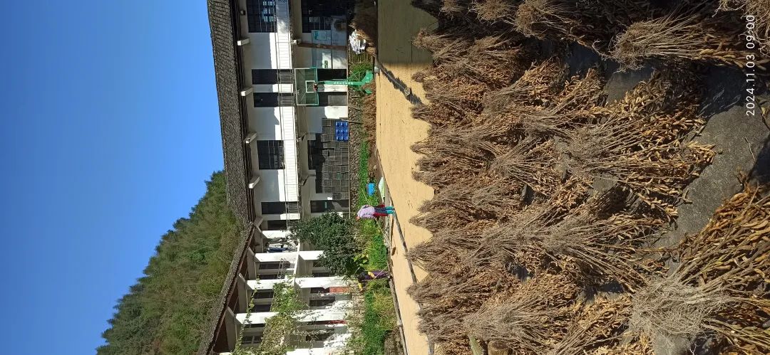 (广告)双11 除了七不姜,今天什么姜都别买！