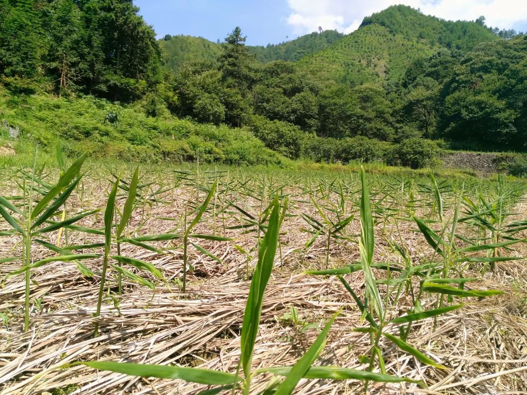 (●'◡'●)6月庆祝春播春种顺利完成! 姜膏姜油 端午糯米 会员积分换购特惠 ,2023预售大米 会员折上折 6.18折 (●'◡'●)6月庆祝春播春种顺利完成! 姜膏姜油 端午糯米 会员积分换购特惠 ,2023预售大米 会员折上折 6.18折