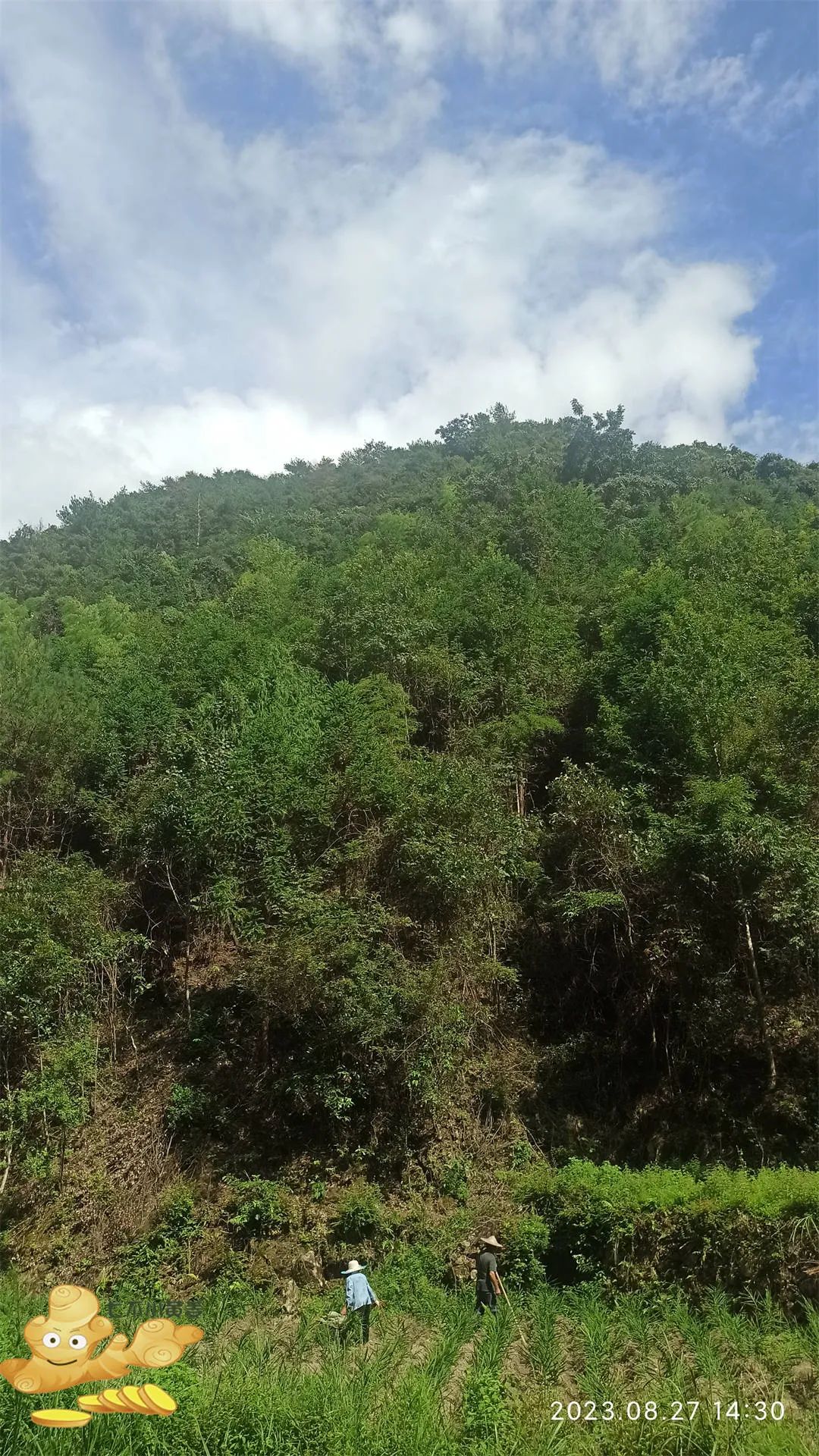 周末特惠限时 姜膏 姜油 姜茶油 及介绍 2023年9月