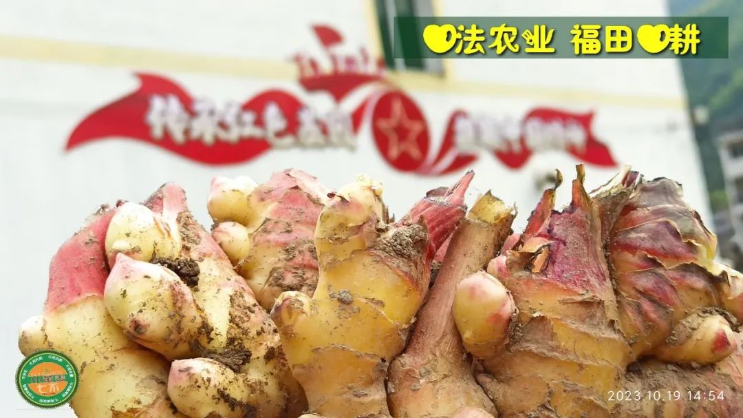 双11活动 特惠套装 浙江仙居 七不小黄姜 鲜姜 新上市 现发 生态自然 明安心法农业 双11活动 特惠套装 浙江仙居 七不小黄姜 鲜姜 新上市 现发 生态自然 明安心法农业