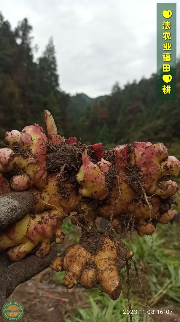 七不姜新春狂欢 送礼 姜粉第二件半价 抽奖过新年 全球精品派克笔/777/S.T.A.M.P.S.表/ZIPPO/瑞士军刀任挑