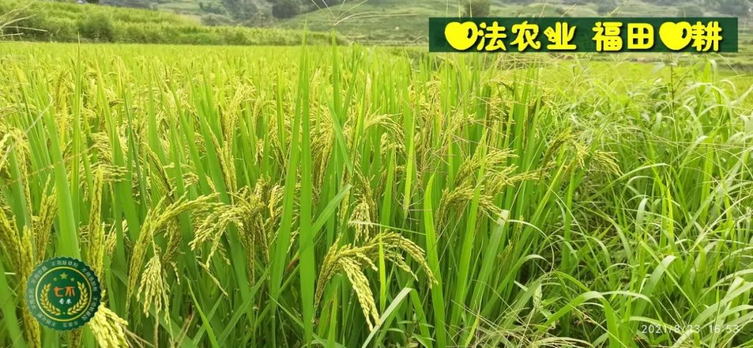 七不红米水稻9月11日上市现货销售-新米限时特惠 家庭大米专场:红米/糯米/ 黑米/泰两优217/中浙优H7 品种多质量优 七不红米水稻9月11日上市现货销售-新米限时特惠 家庭大米专场:红米/糯米/ 黑米/泰两优217/中浙优H7 品种多质量优