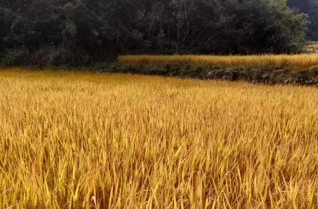 淡竹VS溪港 | 仙居农产品自产自销集市本周六预告来袭! 淡竹VS溪港 | 仙居农产品自产自销集市本周六预告来袭!