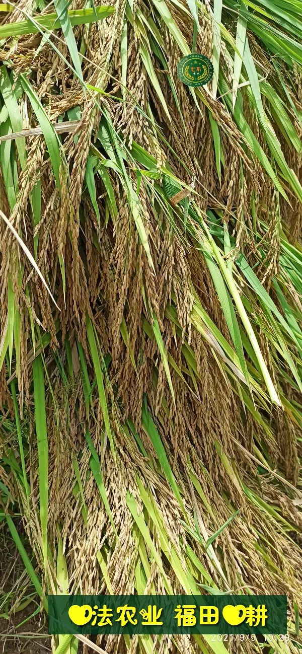 七不红米水稻9月11日上市现货销售-新米限时特惠 家庭大米专场:红米/糯米/ 黑米/泰两优217/中浙优H7 品种多质量优 七不红米水稻9月11日上市现货销售-新米限时特惠 家庭大米专场:红米/糯米/ 黑米/泰两优217/中浙优H7 品种多质量优