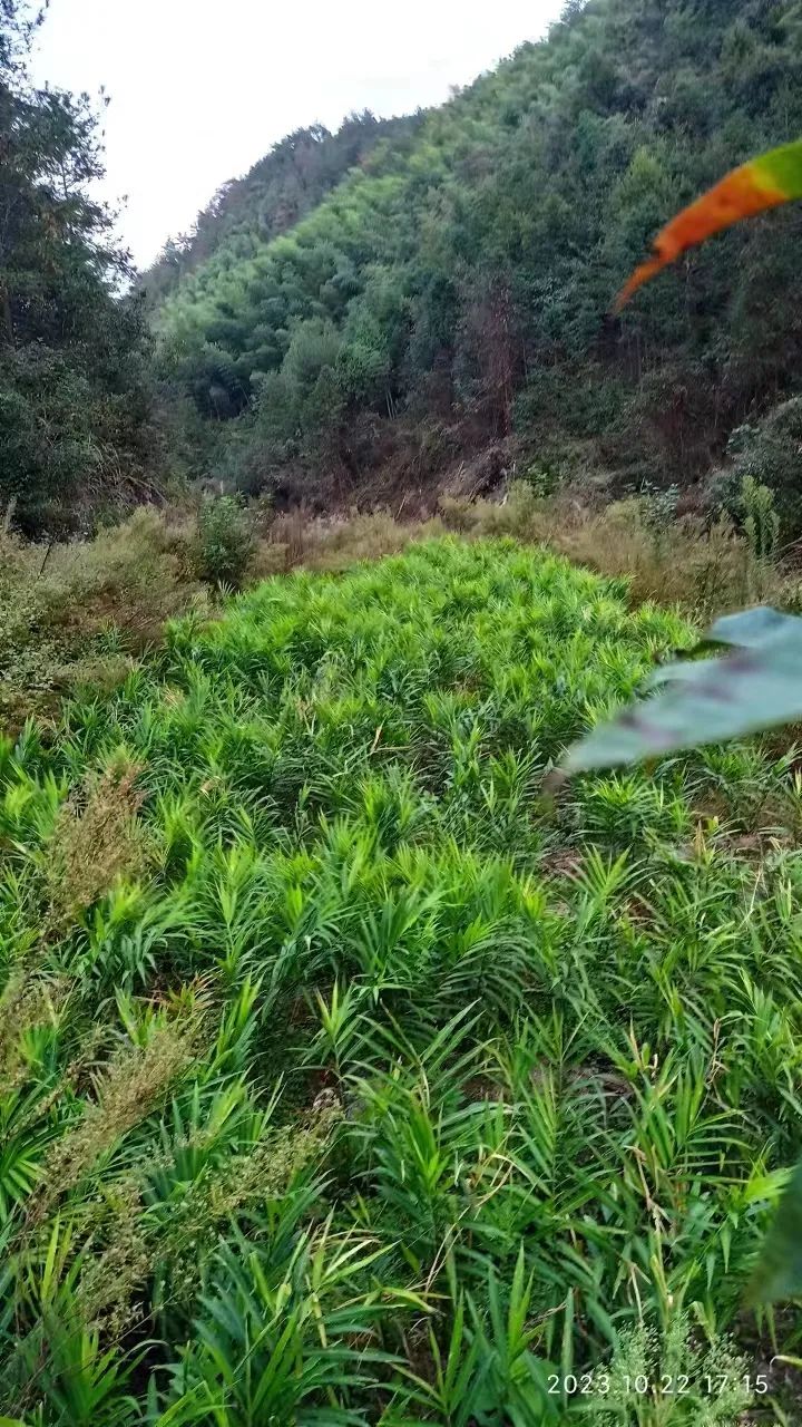 双11活动 特惠套装 浙江仙居 七不小黄姜 鲜姜 新上市 现发 生态自然 明安心法农业 双11活动 特惠套装 浙江仙居 七不小黄姜 鲜姜 新上市 现发 生态自然 明安心法农业