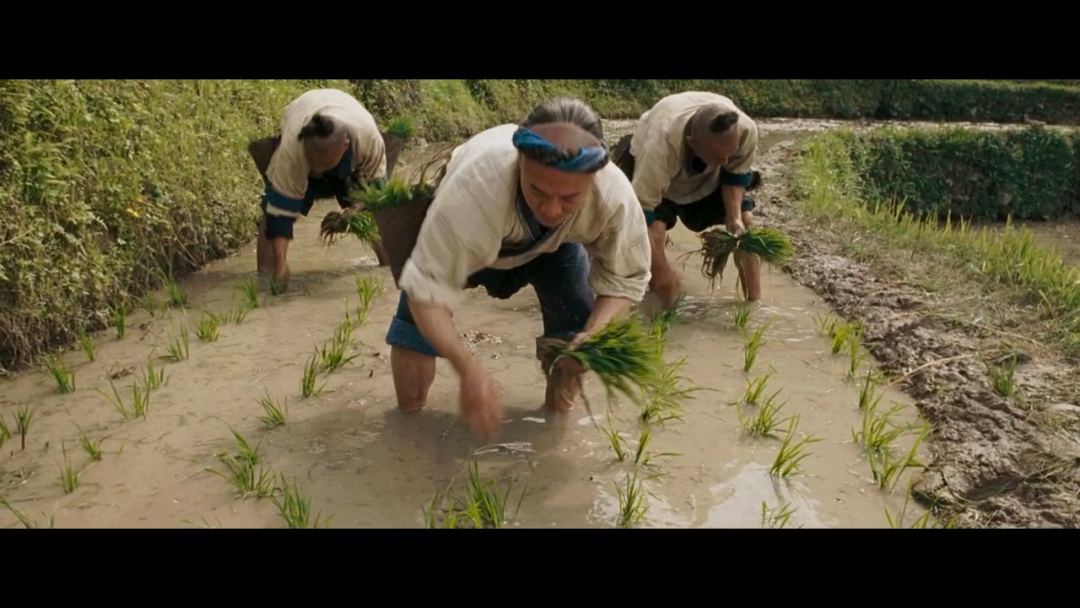 七不红米水稻9月11日上市现货销售-新米限时特惠 家庭大米专场:红米/糯米/ 黑米/泰两优217/中浙优H7 品种多质量优 七不红米水稻9月11日上市现货销售-新米限时特惠 家庭大米专场:红米/糯米/ 黑米/泰两优217/中浙优H7 品种多质量优