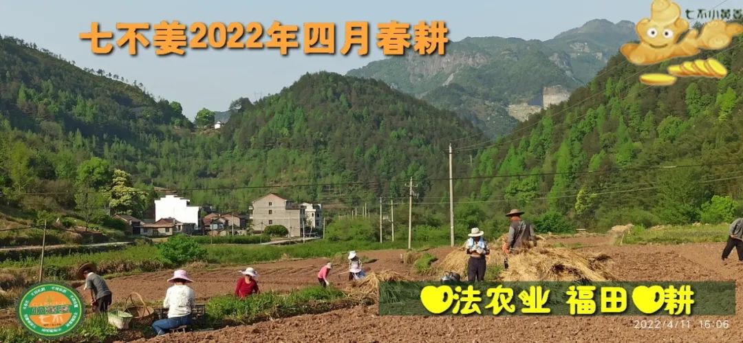 七不姜2022年四月春耕图 七不姜2022年四月春耕图