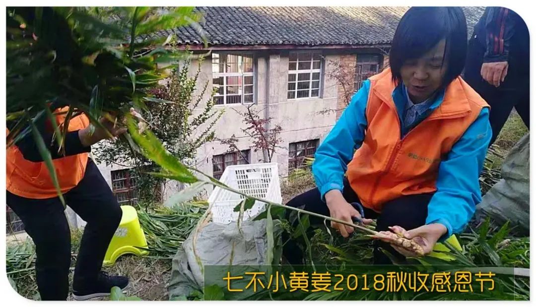 2020年七不小黄姜秋收感恩节邀请函 11月8日-15日 心法农业 福田心耕 欢喜农耕 心悦自然（浙江仙居仁庄村）