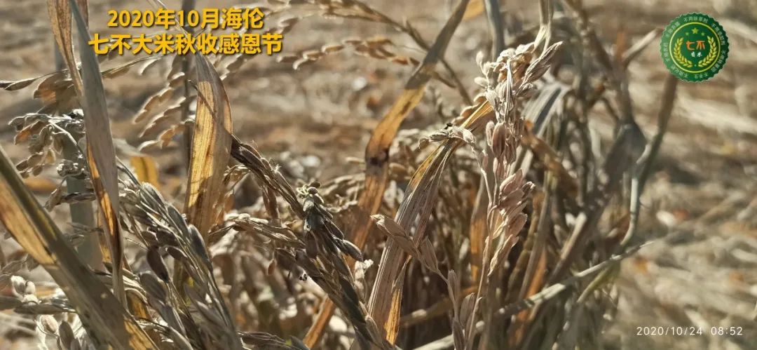 【海伦七不水稻秋收报恩健康行】海伦寒地黑土七不香稻秋收采风 2020.10.24 【海伦七不水稻秋收报恩健康行】海伦寒地黑土七不香稻秋收采风 2020.10.24