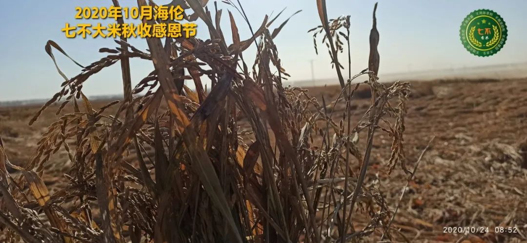 【海伦七不水稻秋收报恩健康行】海伦寒地黑土七不香稻秋收采风 2020.10.24 【海伦七不水稻秋收报恩健康行】海伦寒地黑土七不香稻秋收采风 2020.10.24