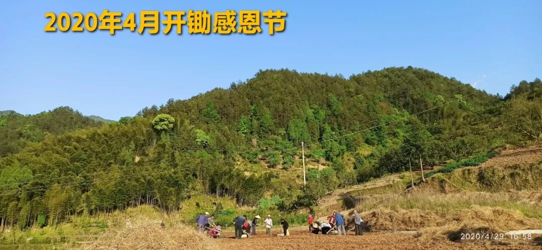 秋收告动物虫鸟书：尊敬的诸位动物虫鸟先生小姐们，七不小黄姜宝贝们