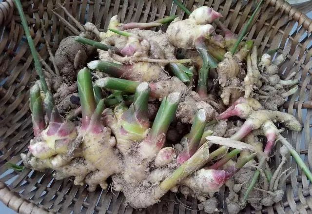 冬季盆栽“生姜”，2元钱1小瓶“药”一年翻20倍，盆盆爆满“姜”