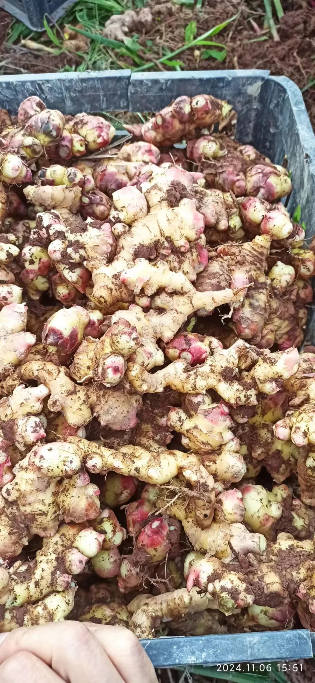 (广告)双12特惠促销 庆祝七不姜秋收完成 (广告)双12特惠促销 庆祝七不姜秋收完成