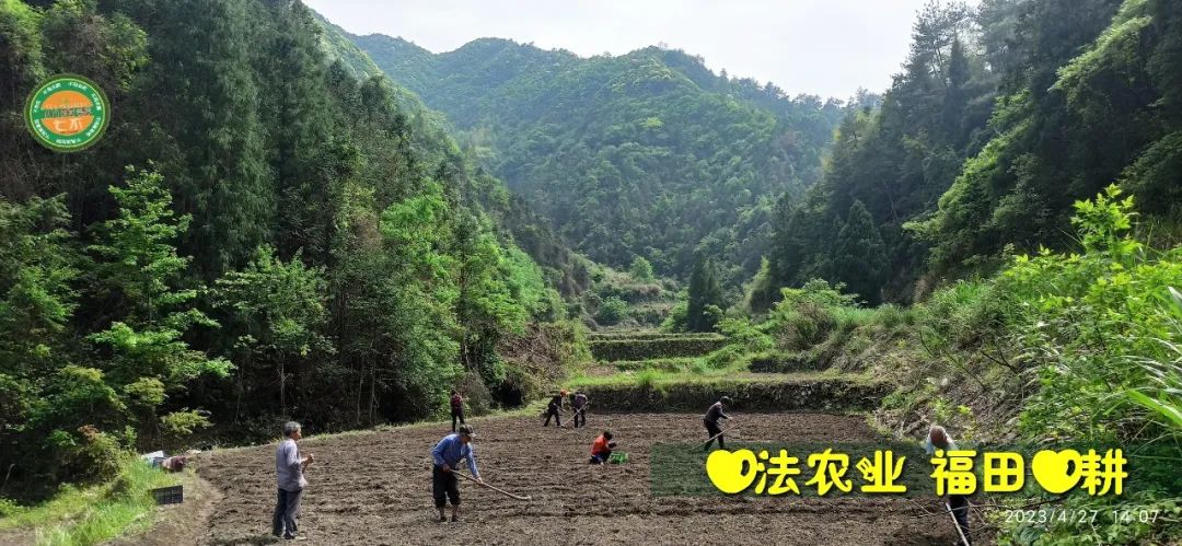 2023年4月-5月 七不姜春播图!家庭厨房生姜如何去皮切片 七不姜5月促销优惠劵 2023年4月-5月 七不姜春播图!家庭厨房生姜如何去皮切片 七不姜5月促销优惠劵