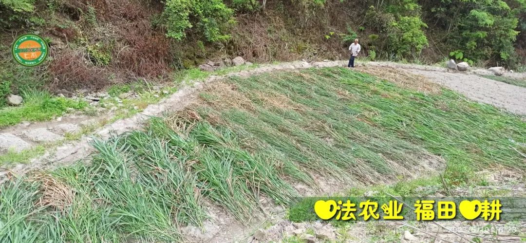 2023年4月-5月 七不姜春播图!家庭厨房生姜如何去皮切片 七不姜5月促销优惠劵 2023年4月-5月 七不姜春播图!家庭厨房生姜如何去皮切片 七不姜5月促销优惠劵