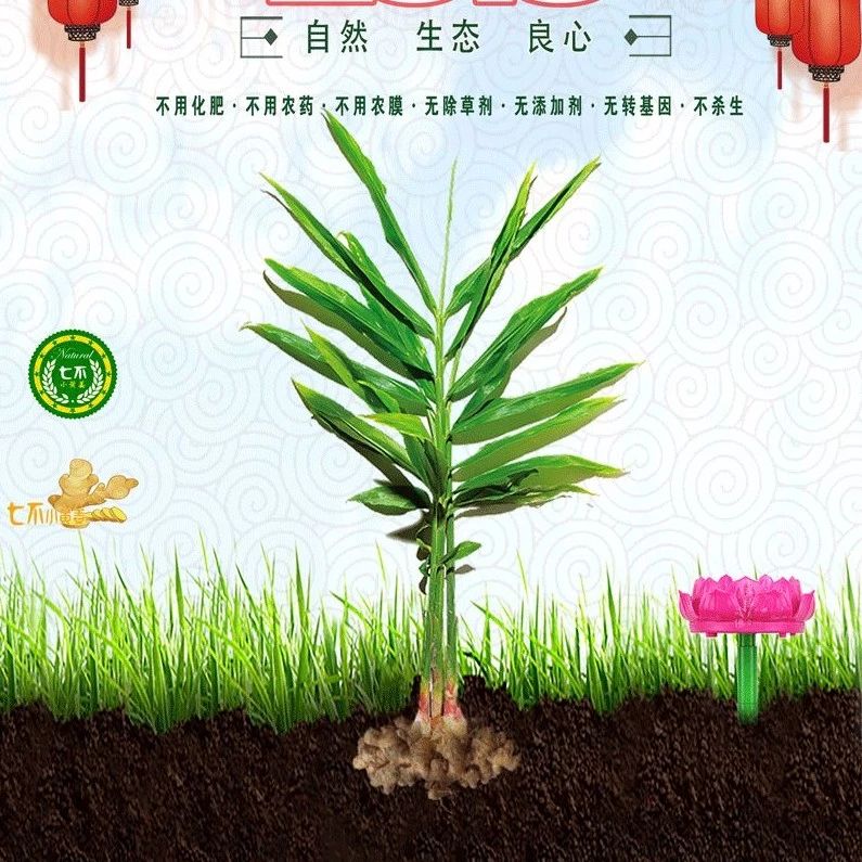 有关什么是好姜?买姜的坑?鲜姜与成品的提示-七不姜 生姜养生网-明德CSA生态姜园&明安农业