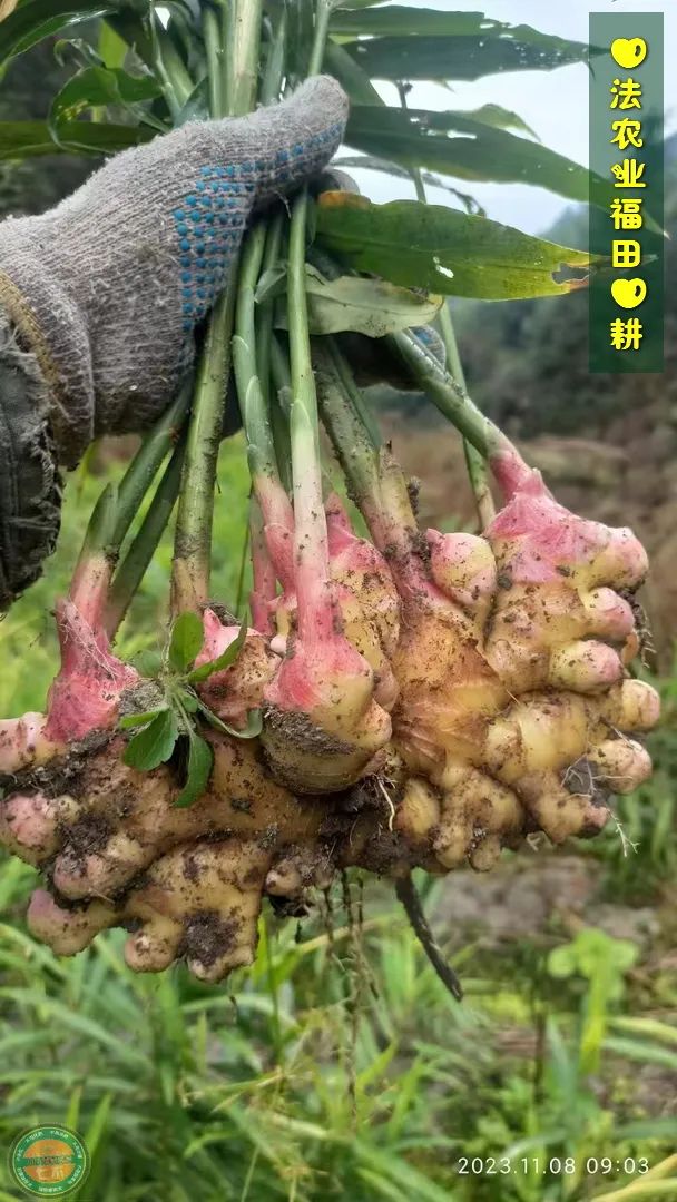 2024年1月新年快乐!元旦快乐!优惠“卷”送给您收下。 2024年1月新年快乐!元旦快乐!优惠“卷”送给您收下。