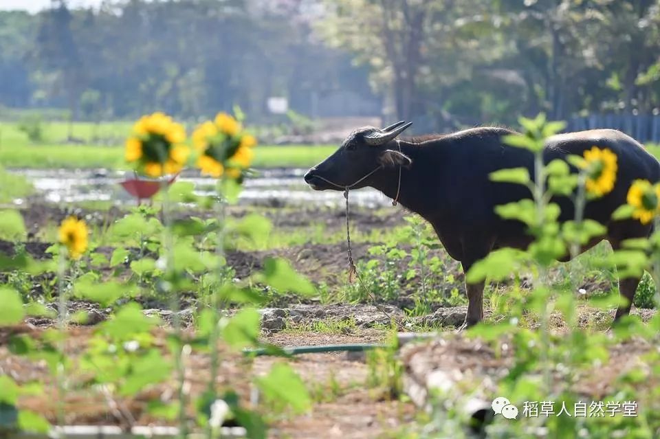 探访清迈Ginger Farm(2018.7.7) 探访清迈Ginger Farm(2018.7.7)