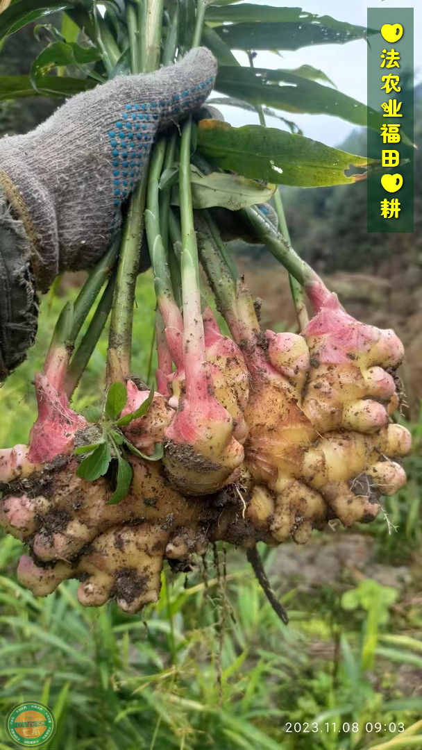 双11活动!庆祝七不姜秋收! 浙江仙居 七不小黄姜 鲜姜 新上市!扫描入群领取 双11特享 七不姜 群友 优惠券11元 双11活动!庆祝七不姜秋收! 浙江仙居 七不小黄姜 鲜姜 新上市!扫描入群领取 双11特享 七不姜 群友 优惠券11元