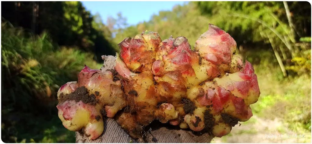 2024年1月新年快乐!元旦快乐!优惠“卷”送给您收下。 2024年1月新年快乐!元旦快乐!优惠“卷”送给您收下。