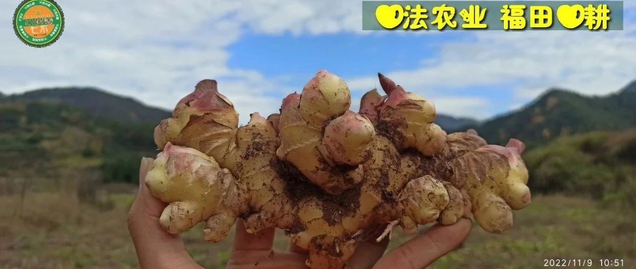 一年春作首 万事行为先(●'◡'●)4月春耕 防疫抗甲流 特惠折扣专场！继续送世界名品-七不姜 生姜养生网-明德CSA生态姜园&明安农业