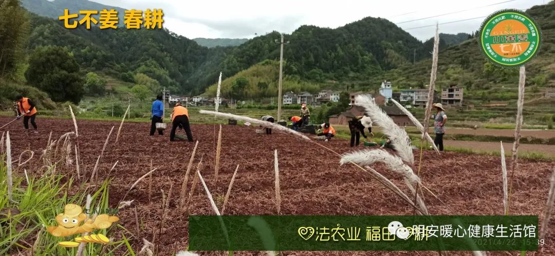 生姜养生 七不姜 明安农业企业 2022年新公众号 视频号 欢迎关注! 生姜养生 七不姜 明安农业企业 2022年新公众号 视频号 欢迎关注!