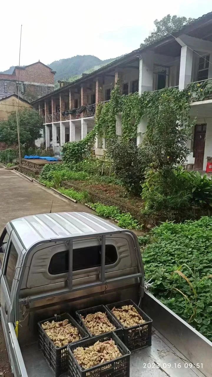 中秋国庆 七不姜赞歌-浙江仙居 七不小黄姜 鲜嫩姜 新鲜 上市现采现发;秋收水稻大米预售特惠 送七不自酿会员定制白酒中秋赠品 中秋国庆 七不姜赞歌-浙江仙居 七不小黄姜 鲜嫩姜 新鲜 上市现采现发;秋收水稻大米预售特惠 送七不自酿会员定制白酒中秋赠品