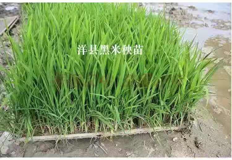 世界黑米原产地，洋县黑米 洋县红米获得国家地理标志保护，