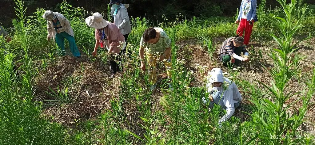 周末特惠限时 姜膏 姜油 姜茶油 及介绍 2023年9月
