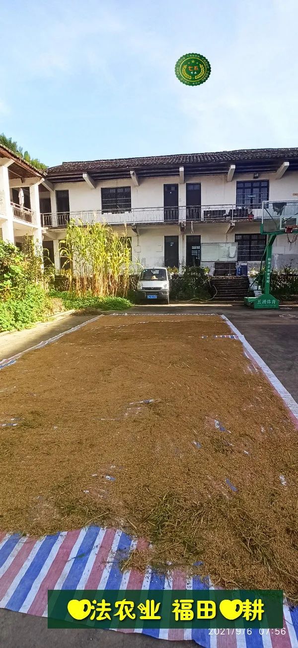 七不红米水稻9月11日上市现货销售-新米限时特惠 家庭大米专场:红米/糯米/ 黑米/泰两优217/中浙优H7 品种多质量优 七不红米水稻9月11日上市现货销售-新米限时特惠 家庭大米专场:红米/糯米/ 黑米/泰两优217/中浙优H7 品种多质量优