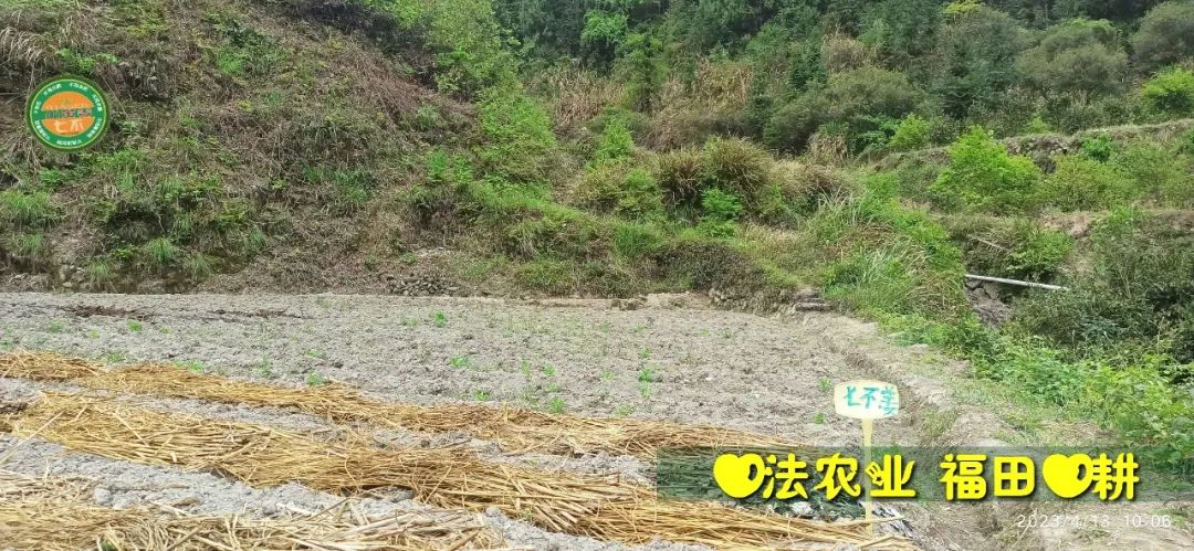 2023年4月-5月 七不姜春播图!家庭厨房生姜如何去皮切片 七不姜5月促销优惠劵 2023年4月-5月 七不姜春播图!家庭厨房生姜如何去皮切片 七不姜5月促销优惠劵