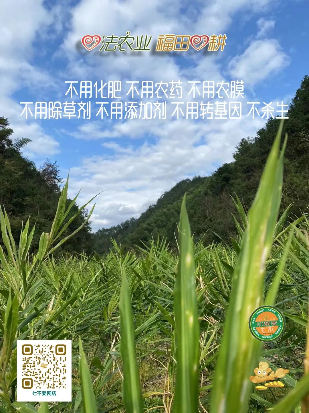 明德CSA生态姜园 - 一个革新的农业未来!尊敬的未来合伙人,诚挚邀请您成为七不姜姜园的股东合伙人.... 明德CSA生态姜园 - 一个革新的农业未来!尊敬的未来合伙人,诚挚邀请您成为七不姜姜园的股东合伙人....