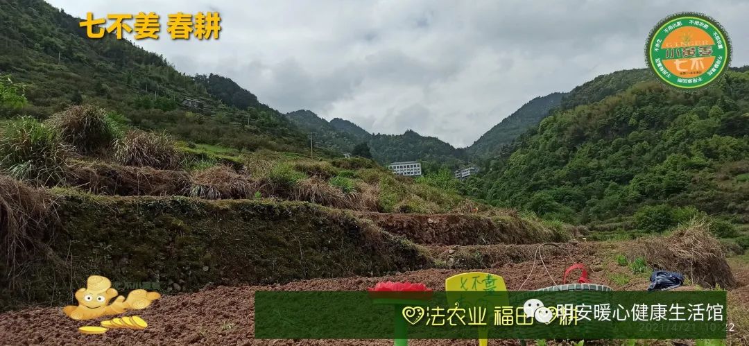 生姜养生 七不姜 明安农业企业 2022年新公众号 视频号 欢迎关注! 生姜养生 七不姜 明安农业企业 2022年新公众号 视频号 欢迎关注!