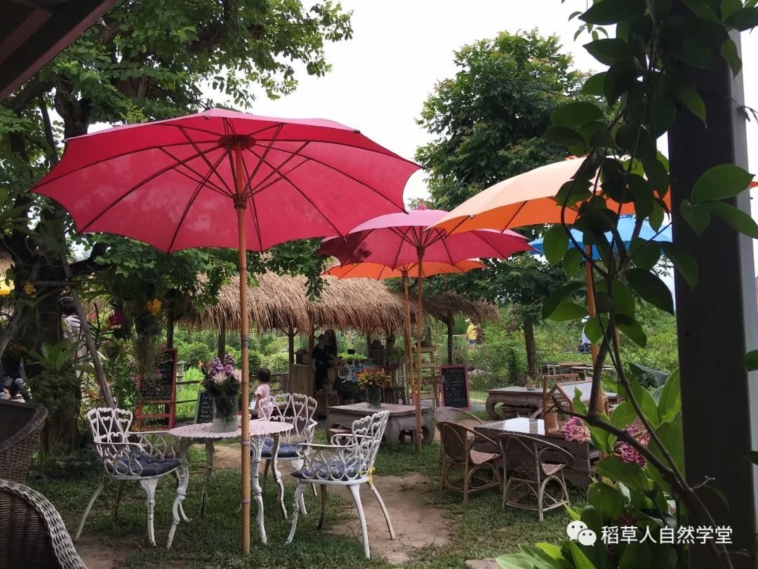 探访清迈Ginger Farm(2018.7.7) 探访清迈Ginger Farm(2018.7.7)